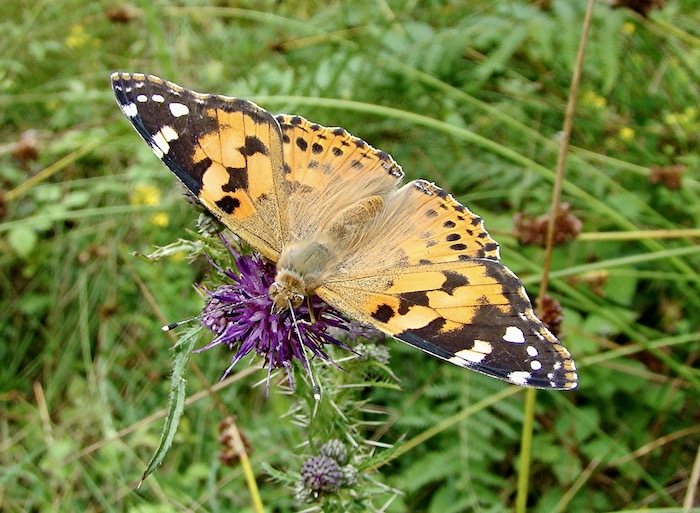 painted lady